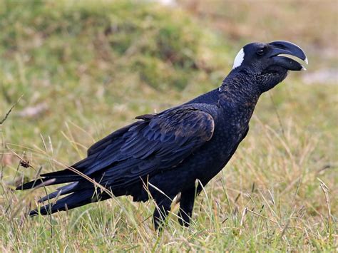 raven thickness|thick billed raven anatomy.